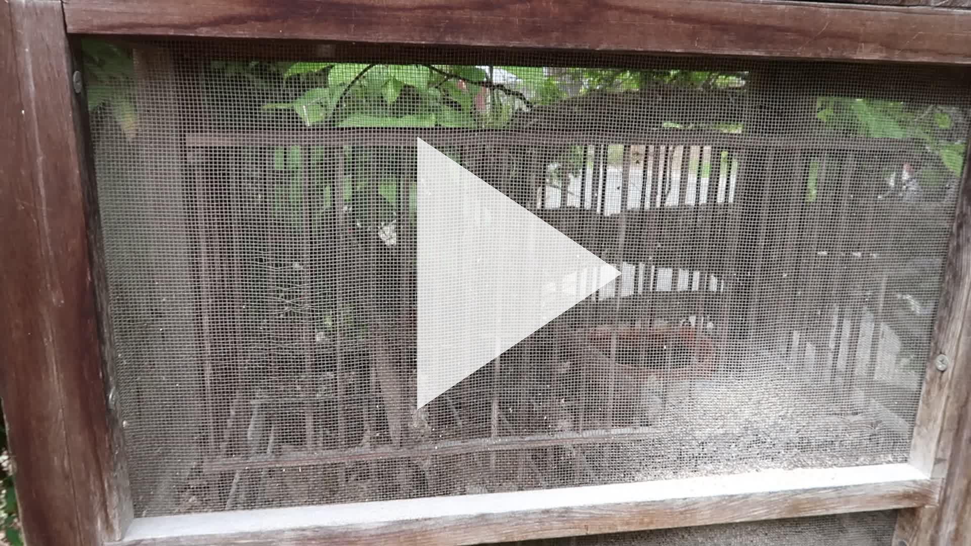 鳥の鳴き声